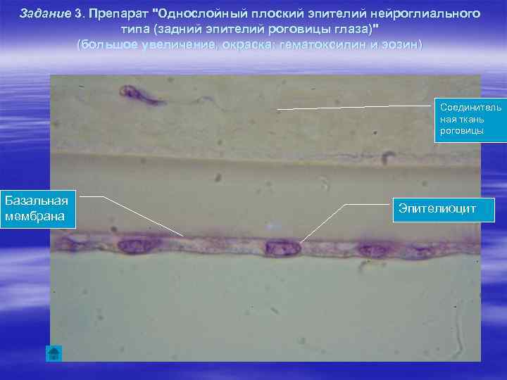 Задание 3. Препарат "Однослойный плоский эпителий нейроглиального типа (задний эпителий роговицы глаза)" (большое увеличение,