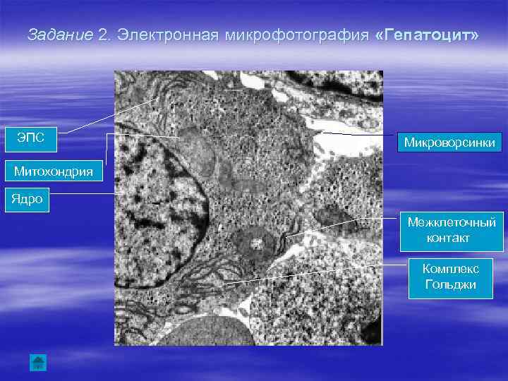 Задание 2. Электронная микрофотография «Гепатоцит» ЭПС Микроворсинки Митохондрия Ядро Межклеточный контакт Комплекс Гольджи 