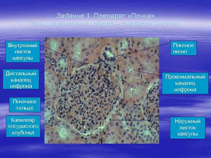 Задание 1. Препарат «Почка» (большое увеличение , окраска – гематоксилин и эозин) Внутренний листок
