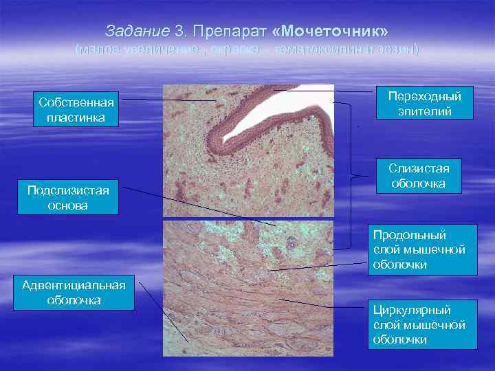 Задание 3. Препарат «Мочеточник» (малое увеличение , окраска – гематоксилин и эозин) Собственная пластинка