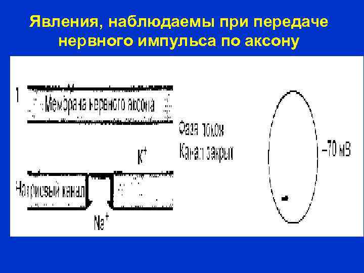 Явления, наблюдаемы при передаче нервного импульса по аксону 