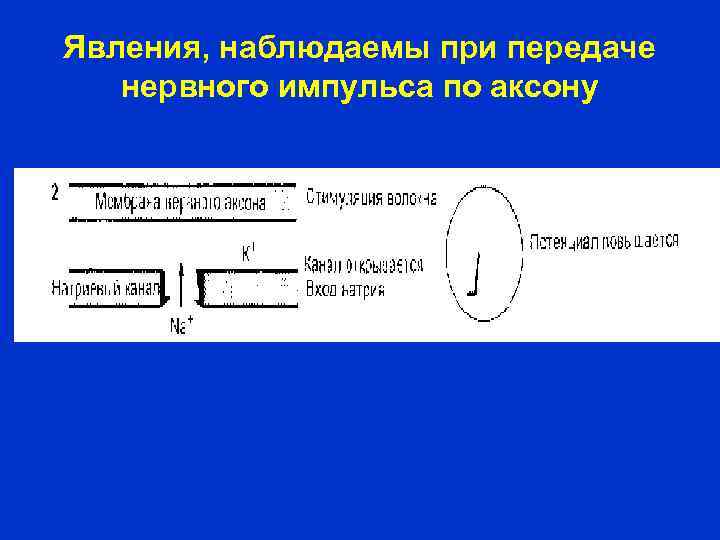 Явления, наблюдаемы при передаче нервного импульса по аксону 