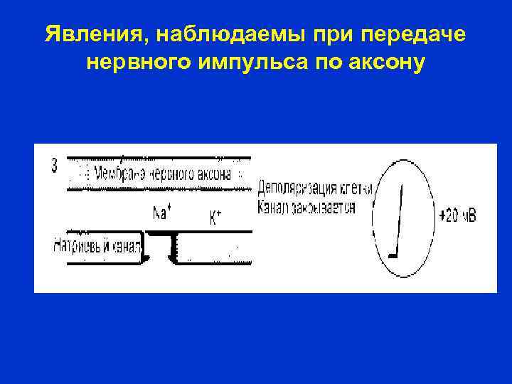 Явления, наблюдаемы при передаче нервного импульса по аксону 