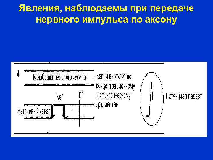 Явления, наблюдаемы при передаче нервного импульса по аксону 