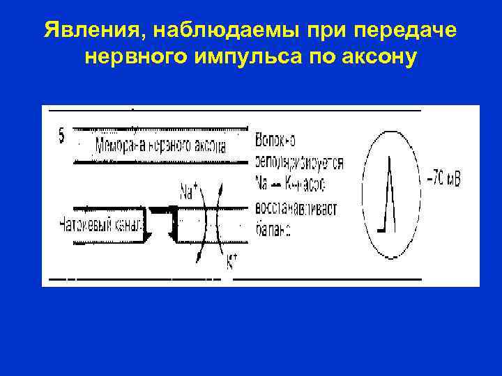 Явления, наблюдаемы при передаче нервного импульса по аксону 