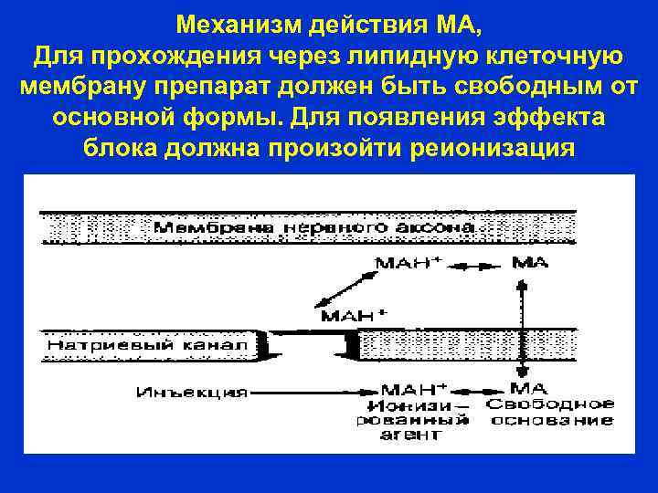 Механизм действия МА, Для прохождения через липидную клеточную мембрану препарат должен быть свободным от