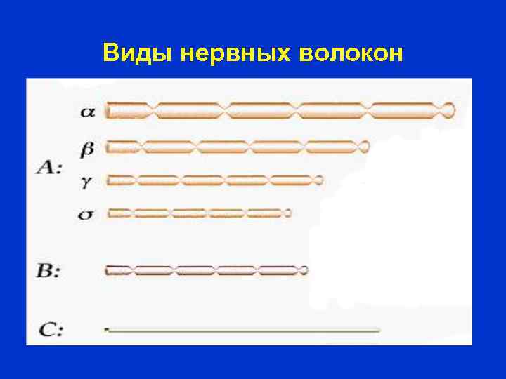 Виды нервных волокон 