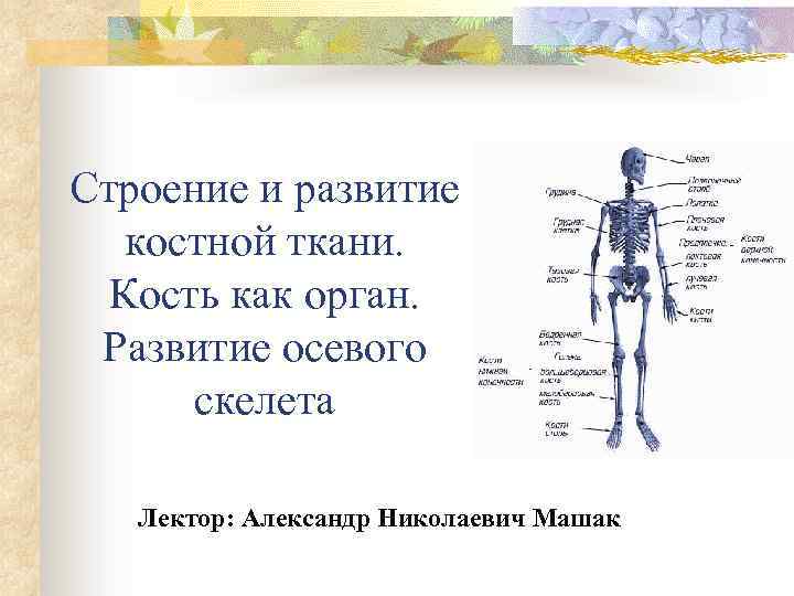 Строение и развитие костной ткани. Кость как орган. Развитие осевого скелета Лектор: Александр Николаевич