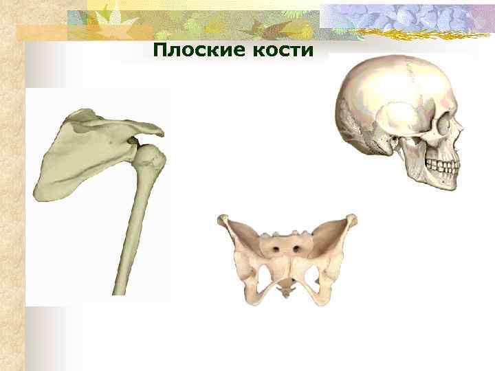 Плоские кости скелета человека. Плоские кости. Плоские широкие кости. Строение плоской кости человека. Плоские кости животных.