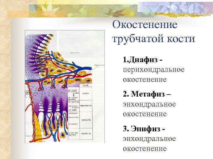 Окостенение трубчатой кости 1. Диафиз перихондральное окостенение 2. Метафиз – энхондральное окостенение 3. Эпифиз