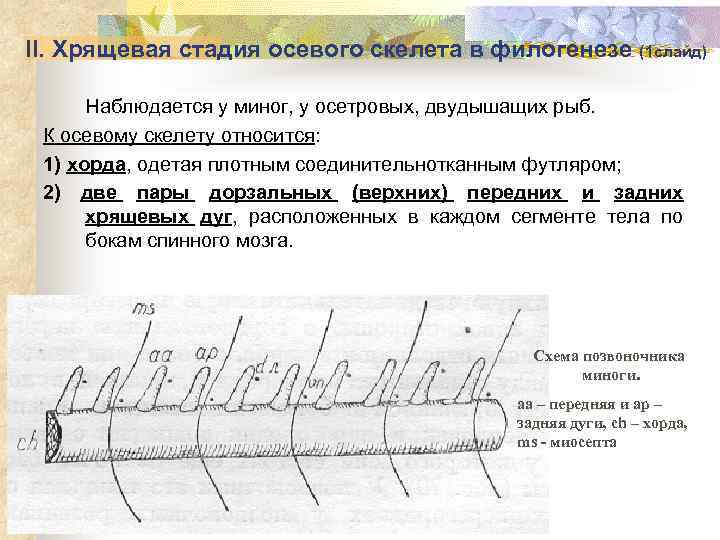 Спинной хрящ осетровых рыб используемый обычно как начинка для пирога