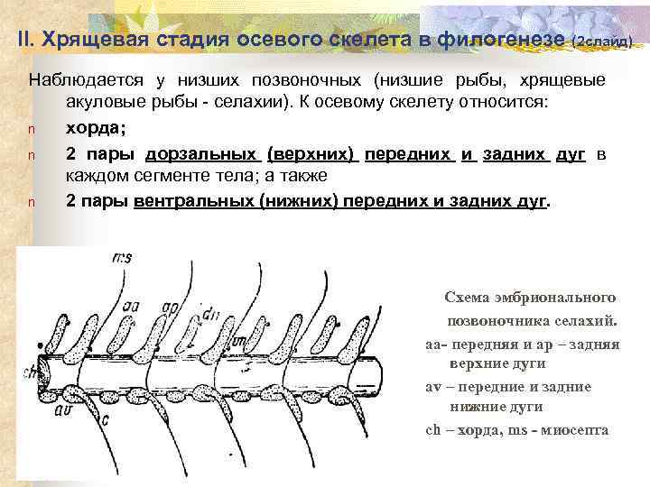 II. Хрящевая стадия осевого скелета в филогенезе (2 слайд) Наблюдается у низших позвоночных (низшие