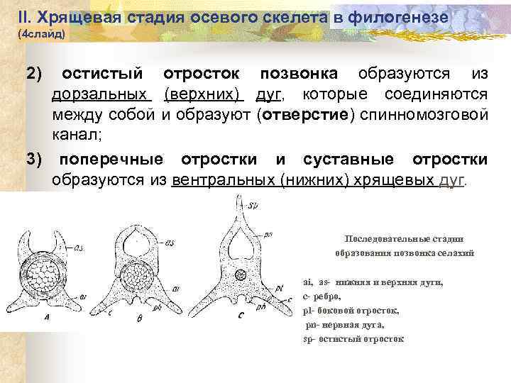 II. Хрящевая стадия осевого скелета в филогенезе (4 слайд) 2) остистый отросток позвонка образуются