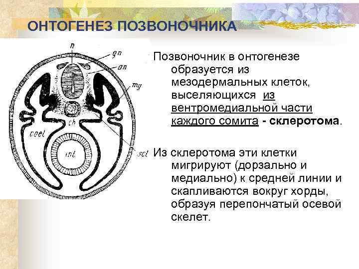 ОНТОГЕНЕЗ ПОЗВОНОЧНИКА Позвоночник в онтогенезе образуется из мезодермальных клеток, выселяющихся из вентромедиальной части каждого