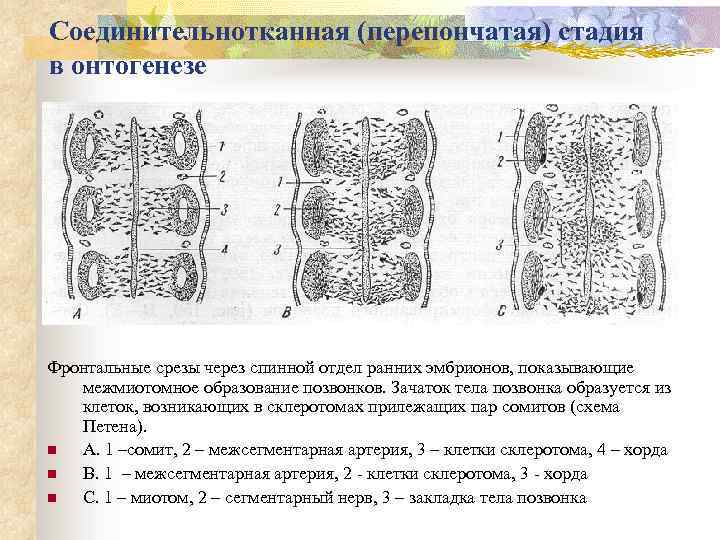 Соединительнотканная (перепончатая) стадия в онтогенезе Фронтальные срезы через спинной отдел ранних эмбрионов, показывающие межмиотомное