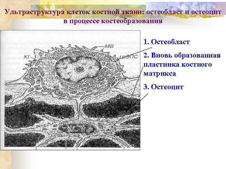 Ультраструктура клеток костной ткани: остеобласт и остеоцит в процессе костеобразования 1. Остеобласт 2. Вновь