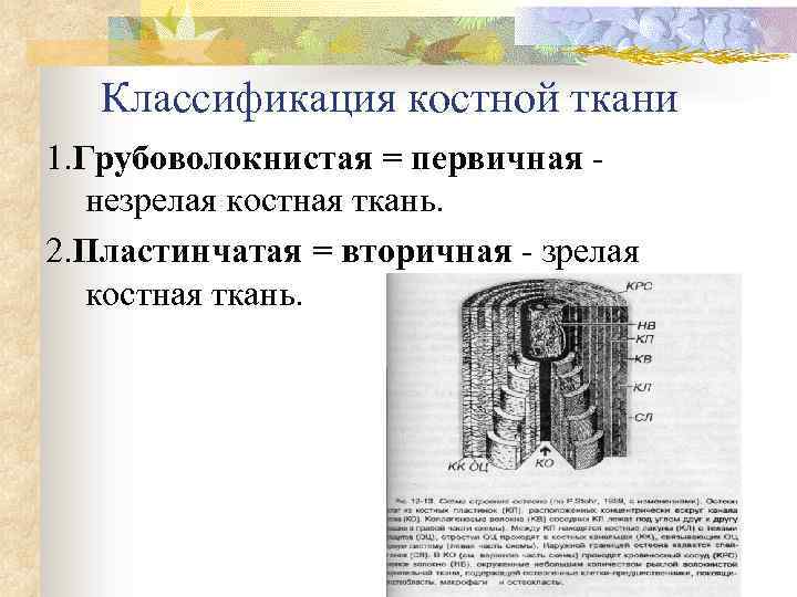 Классификация костной ткани 1. Грубоволокнистая = первичная - незрелая костная ткань. 2. Пластинчатая =