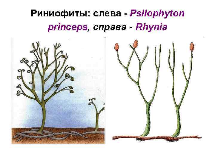 Риниофиты: слева - Psilophyton princeps, справа - Rhynia 