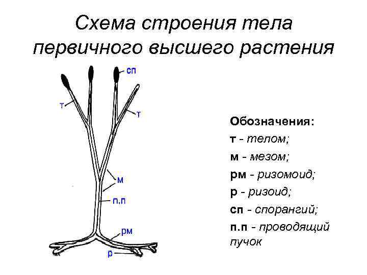 Схема строения тела первичного высшего растения Обозначения: т - телом; м - мезом; рм