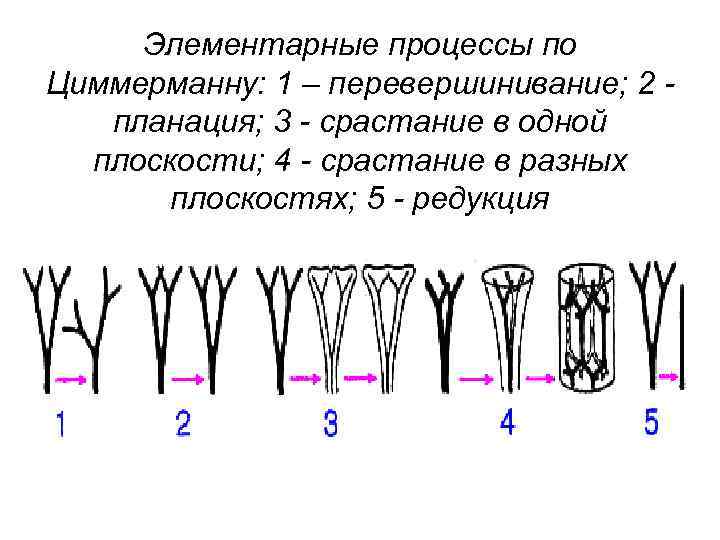 Элементарные процессы по Циммерманну: 1 – перевершинивание; 2 планация; 3 - срастание в одной