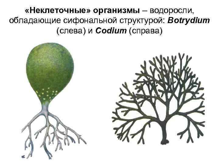  «Неклеточные» организмы – водоросли, обладающие сифональной структурой: Botrydium (слева) и Codium (справа) 