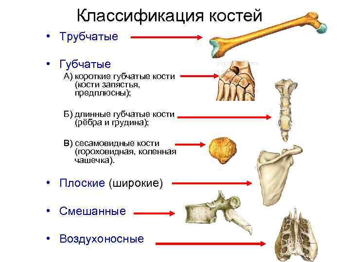 Типы костей рисунок. Трубчатые и губчатые кости таблица. Типы костей трубчатые губчатые плоские смешанные таблица. Кости трубчатые губчатые плоские смешанные таблица. Трубчатые губчатые плоские смешанные воздухоносные кости.