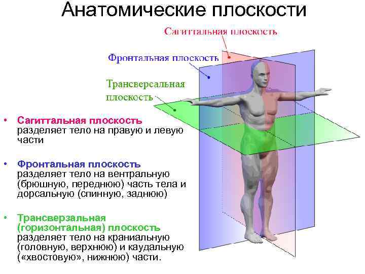 Анатомические плоскости • Сагиттальная плоскость разделяет тело на правую и левую части • Фронтальная