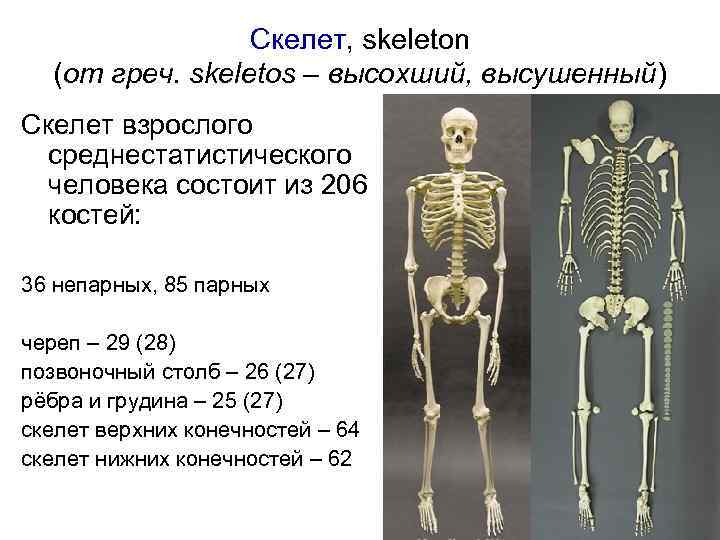 Скелет, skeleton (от греч. skeletos – высохший, высушенный) Скелет взрослого среднестатистического человека состоит из