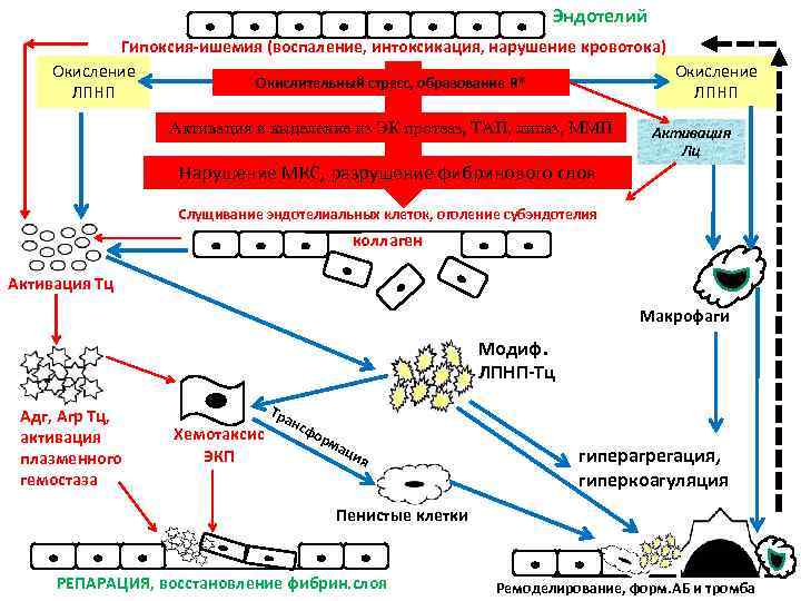 Эндотелий Гипоксия-ишемия (воспаление, интоксикация, нарушение кровотока) Окисление Окислительный стресс, образование R* ЛПНП Активация и