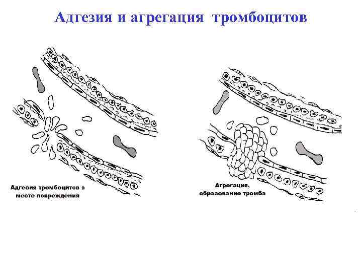 Адгезия и агрегация тромбоцитов 