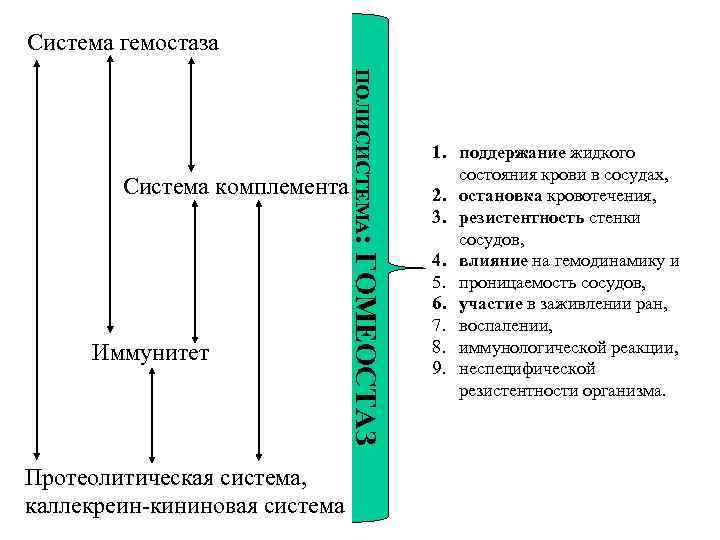 Система гемостаза Иммунитет Протеолитическая система, каллекреин-кининовая система ПОЛИСИСТЕМА: ГОМЕОСТАЗ Система комплемента 1. поддержание жидкого