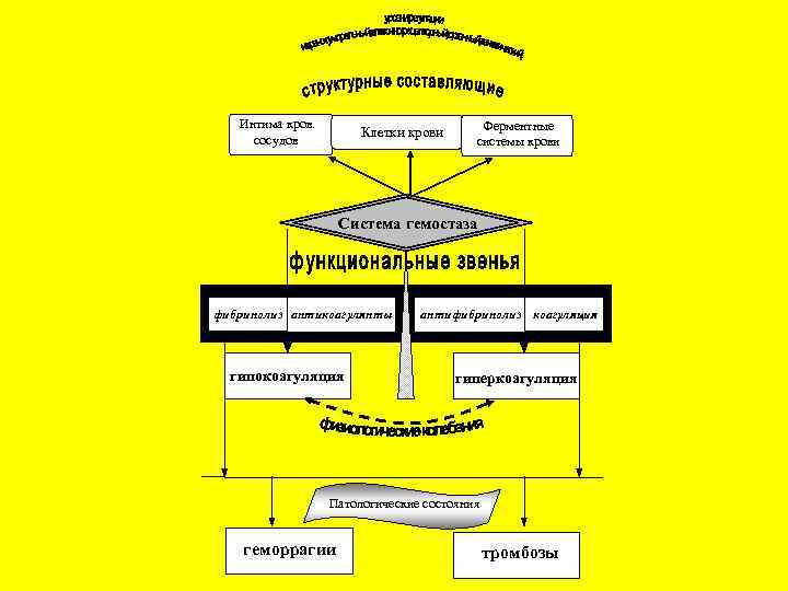  Интима кров. сосудов Клетки крови Ферментные системы крови Система гемостаза фибринолиз антикоагулянты гипокоагуляция