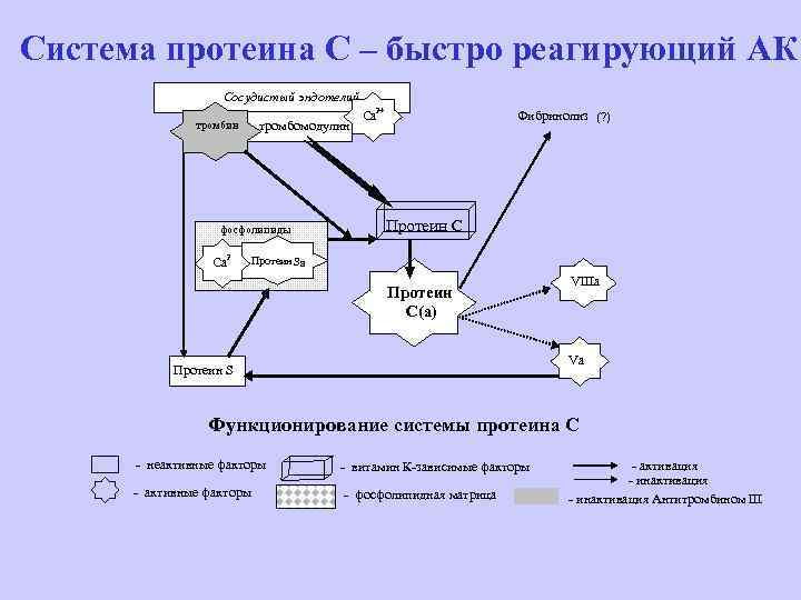 Система протеина С – быстро реагирующий АК Сосудистый эндотелий тромбин тромбомодулин фосфолипиды Са 2+