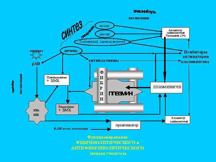 активации почки Активатор плазминогена Урокиназа 15% легкие Эндотелий, клетки тканей печень контакт антиплазмины активации