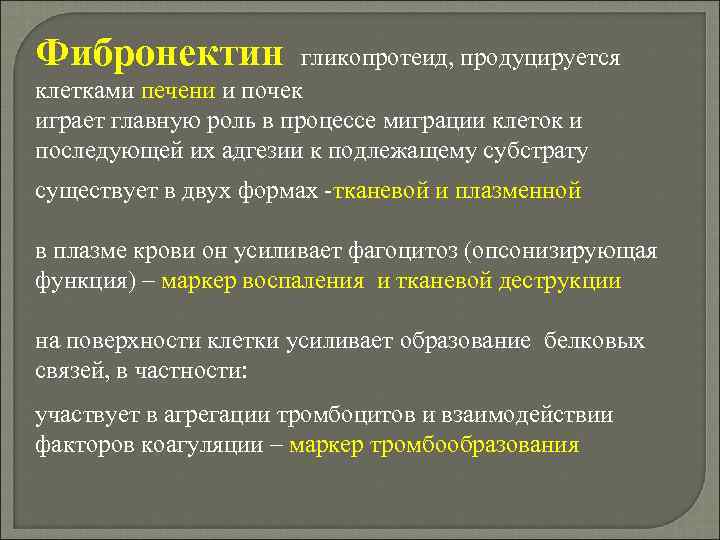 Фибронектин гликопротеид, продуцируется клетками печени и почек играет главную роль в процессе миграции клеток