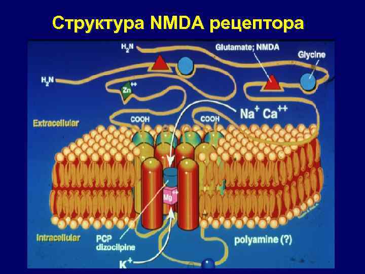 Структура NMDA рецептора 