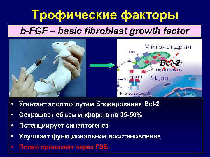 Трофические факторы b-FGF – basic fibroblast growth factor Bcl-2 • Угнетает апоптоз путем блокирования