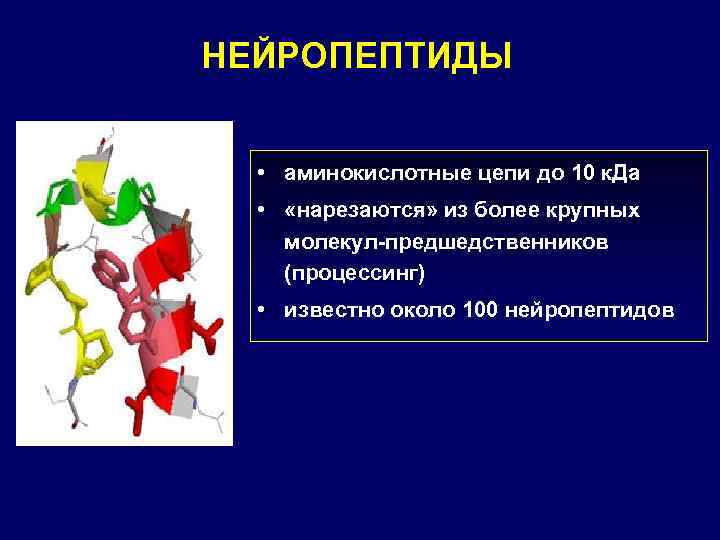 НЕЙРОПЕПТИДЫ • аминокислотные цепи до 10 к. Да • «нарезаются» из более крупных молекул-предшедственников