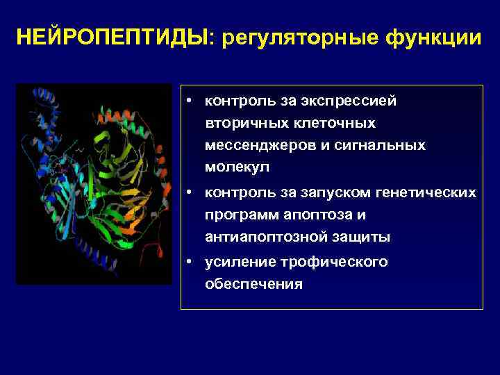 НЕЙРОПЕПТИДЫ: регуляторные функции • контроль за экспрессией вторичных клеточных мессенджеров и сигнальных молекул •