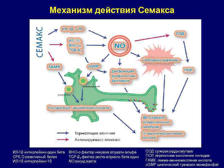 Механизм действия Семакса ИЛ-1β интерлейкин один бета СРБ С-реактивный белок ИЛ-10 интерлейкин 10 ФНО-α