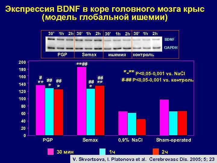 Экспрессия BDNF в коре головного мозга крыс (модель глобальной ишемии) 30’ 1 h 2