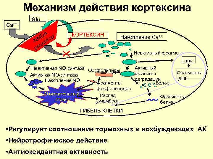 Механизм действия кортексина Са++ Glu DA ор NM епт ц ре КОРТЕКСИН Накопление Са++