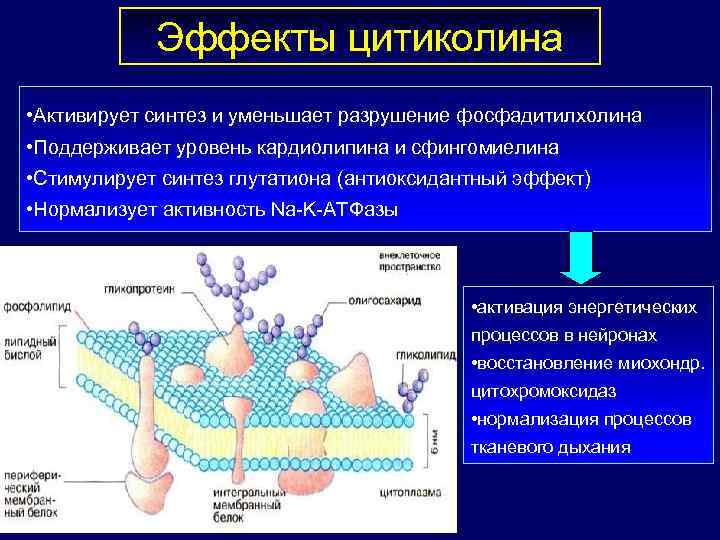 Эффекты цитиколина • Активирует синтез и уменьшает разрушение фосфадитилхолина • Поддерживает уровень кардиолипина и