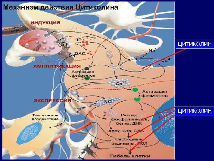 Механизм действия Цитиколина ЦИТИКОЛИН Glut Asp ЦИТИКОЛИН 