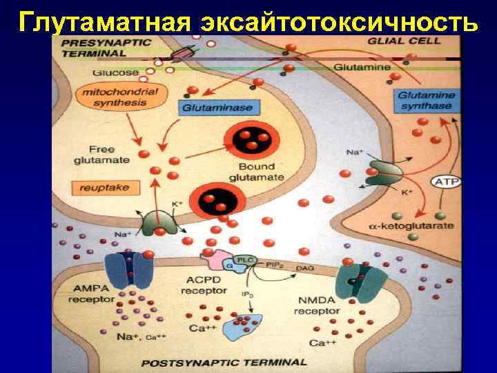 Глутаматная эксайтотоксичность 