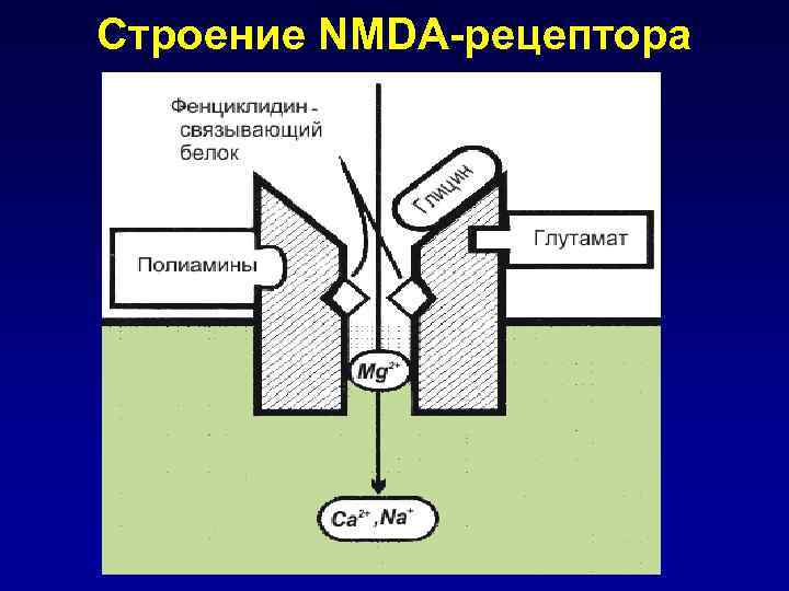 Строение NMDA-рецептора 