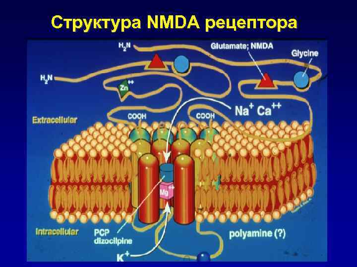 Структура NMDA рецептора 