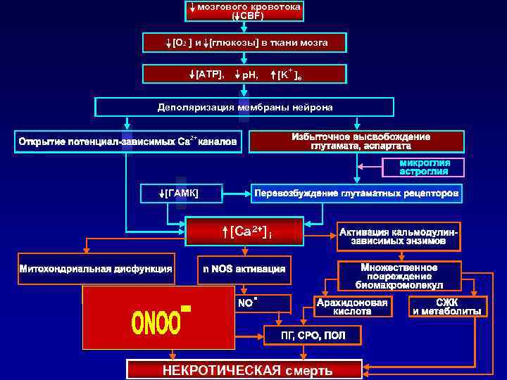 мозгового кровотока ( СBF) [O 2 ] и [глюкозы] в ткани мозга [ATP], p.