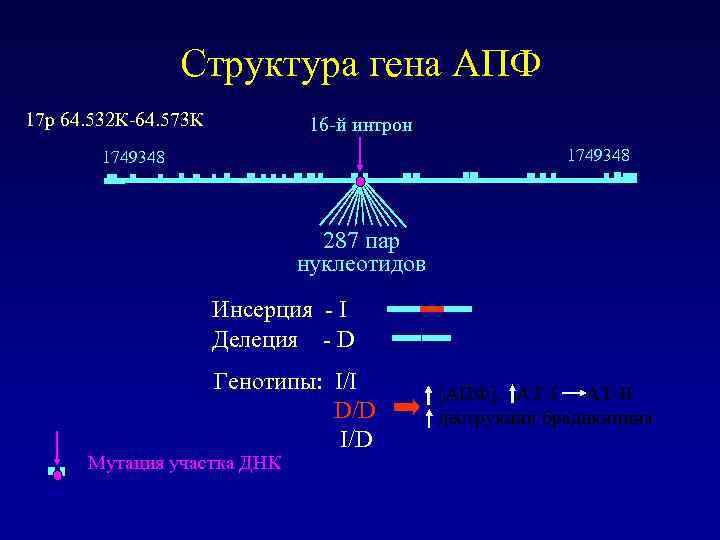 Структура гена