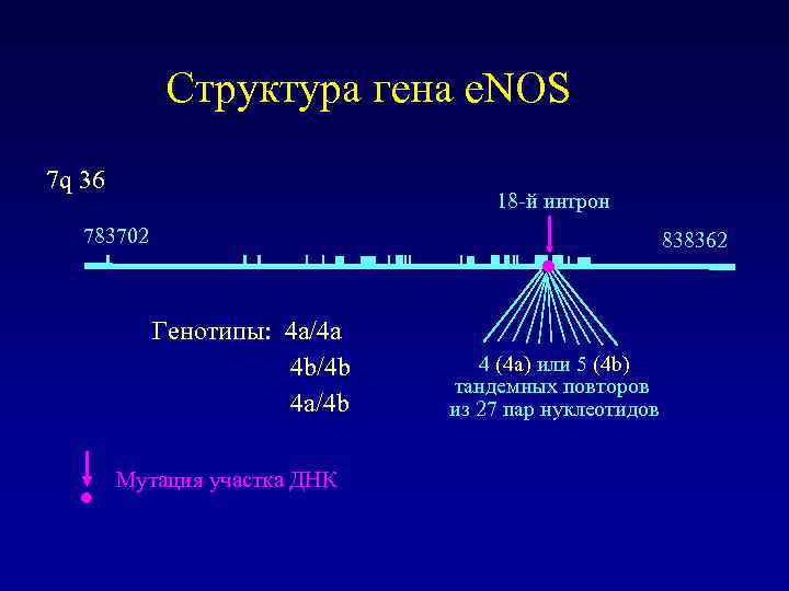 Структура гена e. NOS 7 q 36 18 -й интрон 783702 838362 Генотипы: 4